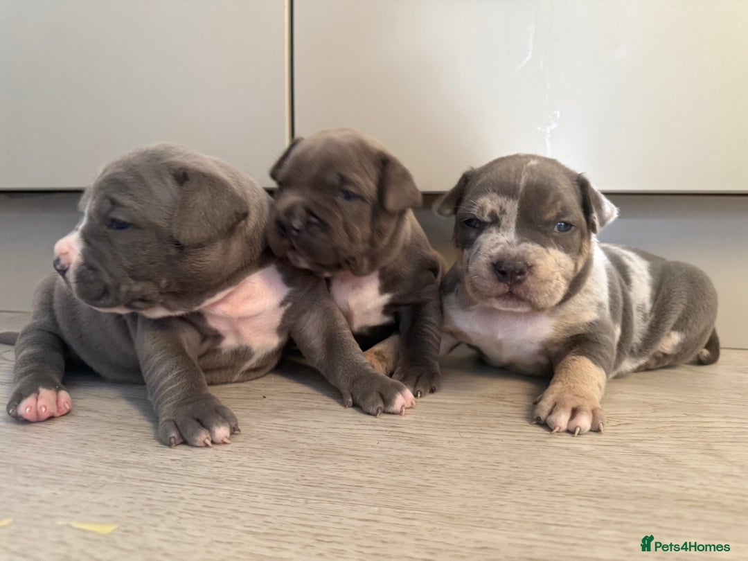 American Bully dogs for sale: Pocket bully puppies ready soon  - Image 18