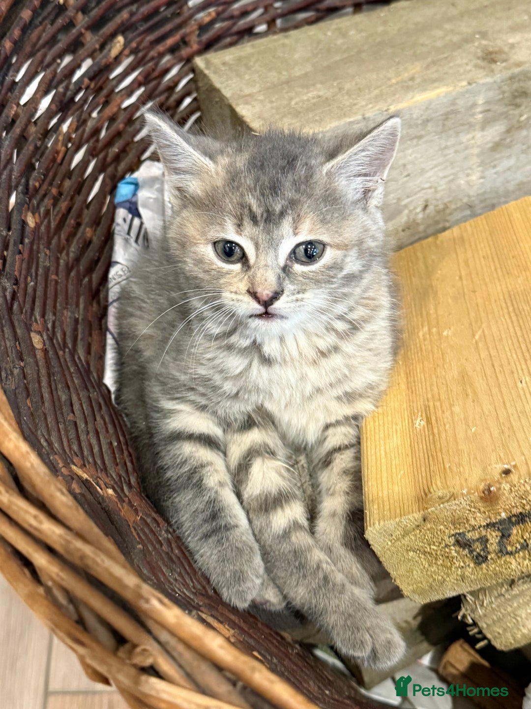 Mixed Breed cats for sale: Ready now! 6 beautiful kittens - Advert 6