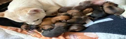 Jackshund dogs for sale: Gorgeous Jackshund (JRT x Dachshund) pups - Advert 10