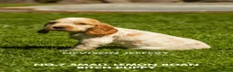 Cocker Spaniel dogs for sale: A STUNNING LITTER OF SHOW COCKERS - Advert 25