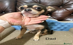 Chihuahua dogs for sale: Lilac tricolour chihuahua puppies - Image 2