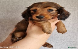 Miniature Dachshund dogs for sale: Miniature Dachshund Puppies - Image 3