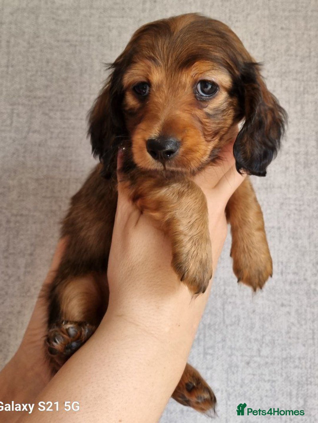 Miniature Dachshund dogs for sale: Miniature Dachshund Puppies - Image 3