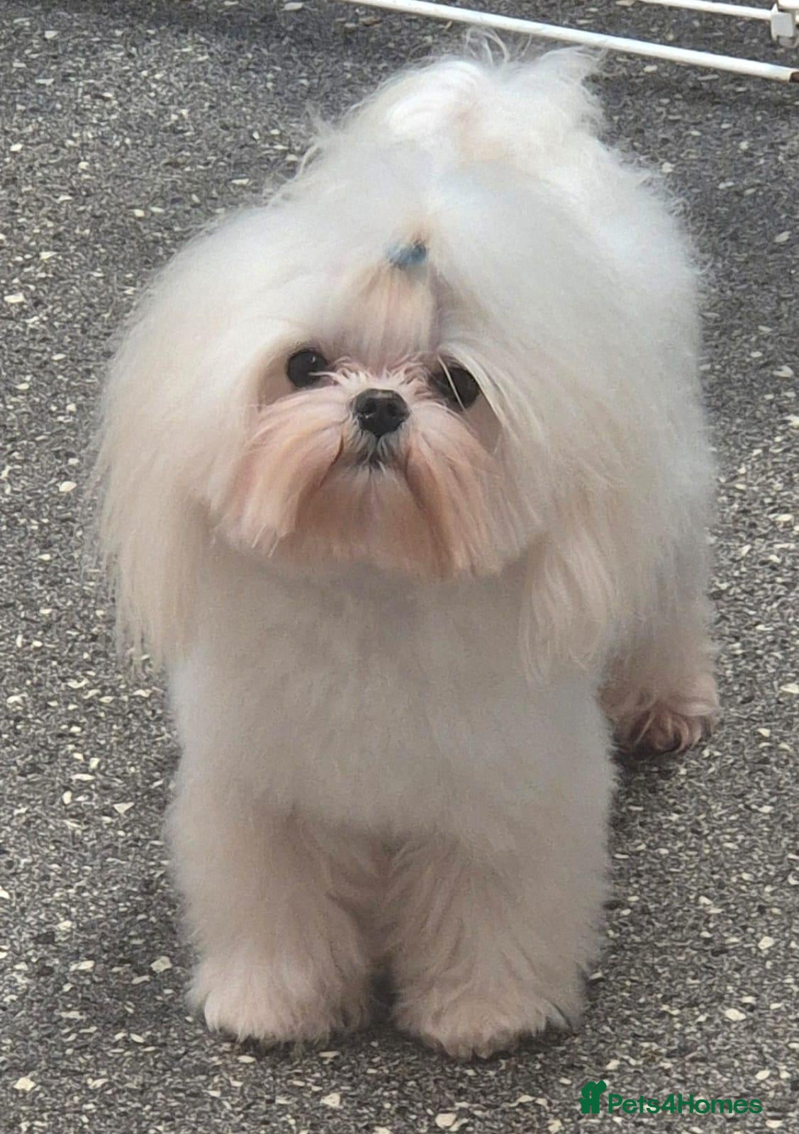 Maltese dogs Amazing TINY Korean Maltese FOR STUD ONLY. - Advert 9