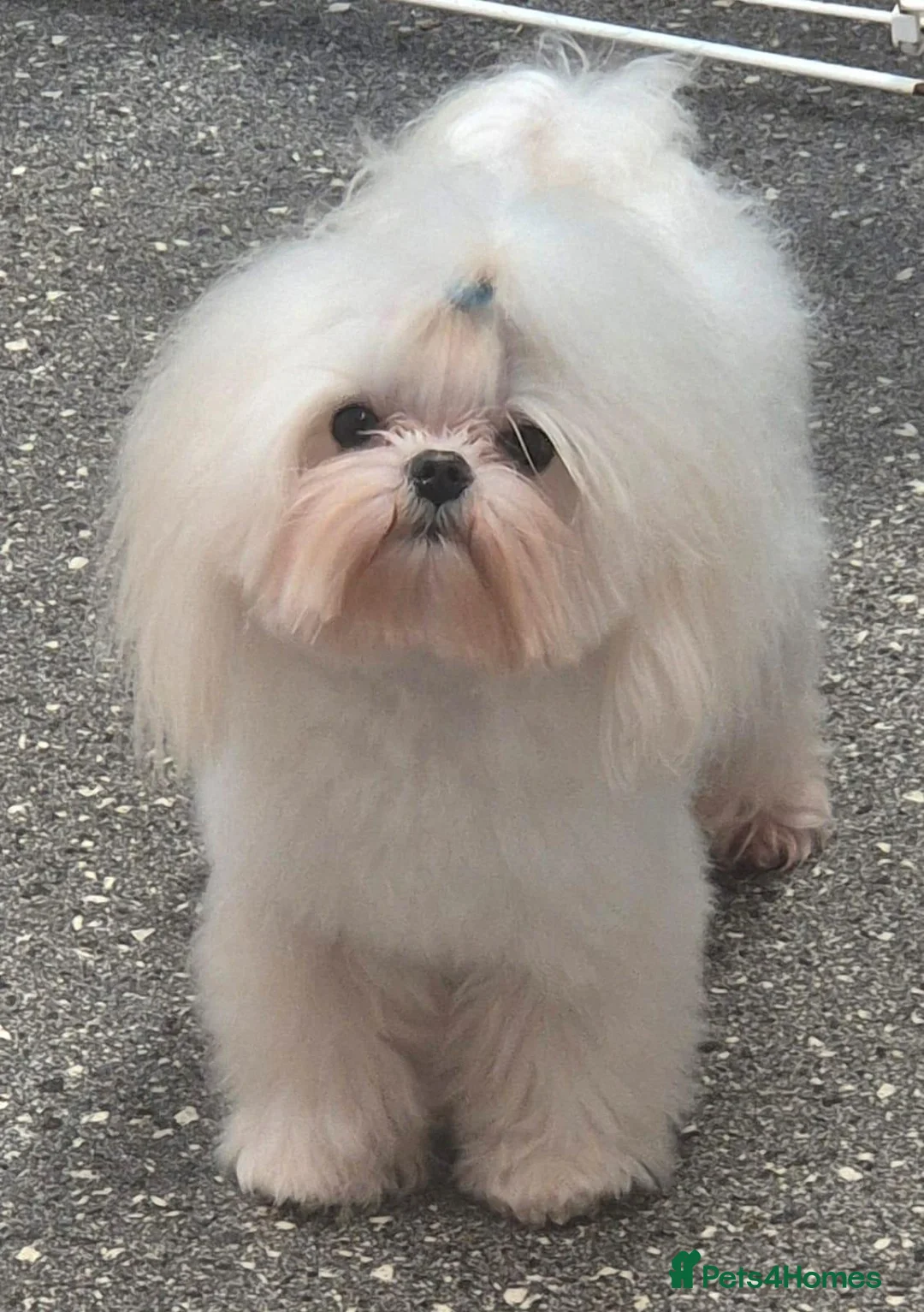Maltese dogs for stud: Amazing TINY Korean Maltese FOR STUD ONLY. - Advert 1