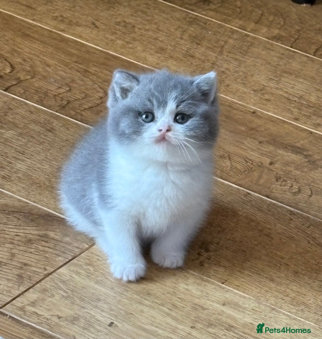 British Shorthair cats for sale: British Shorthair Kittens - Image 1