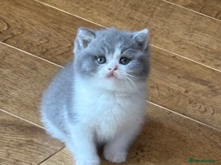 British Shorthair cats - Advert 20