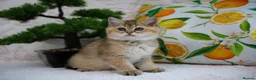 British Shorthair cats for sale: 💙British shorthair kittens ready now💙 - Advert 14