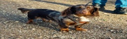 Miniature Dachshund dogs for stud: KC health tested chocolate dapple STUD in Tamworth - Advert 5