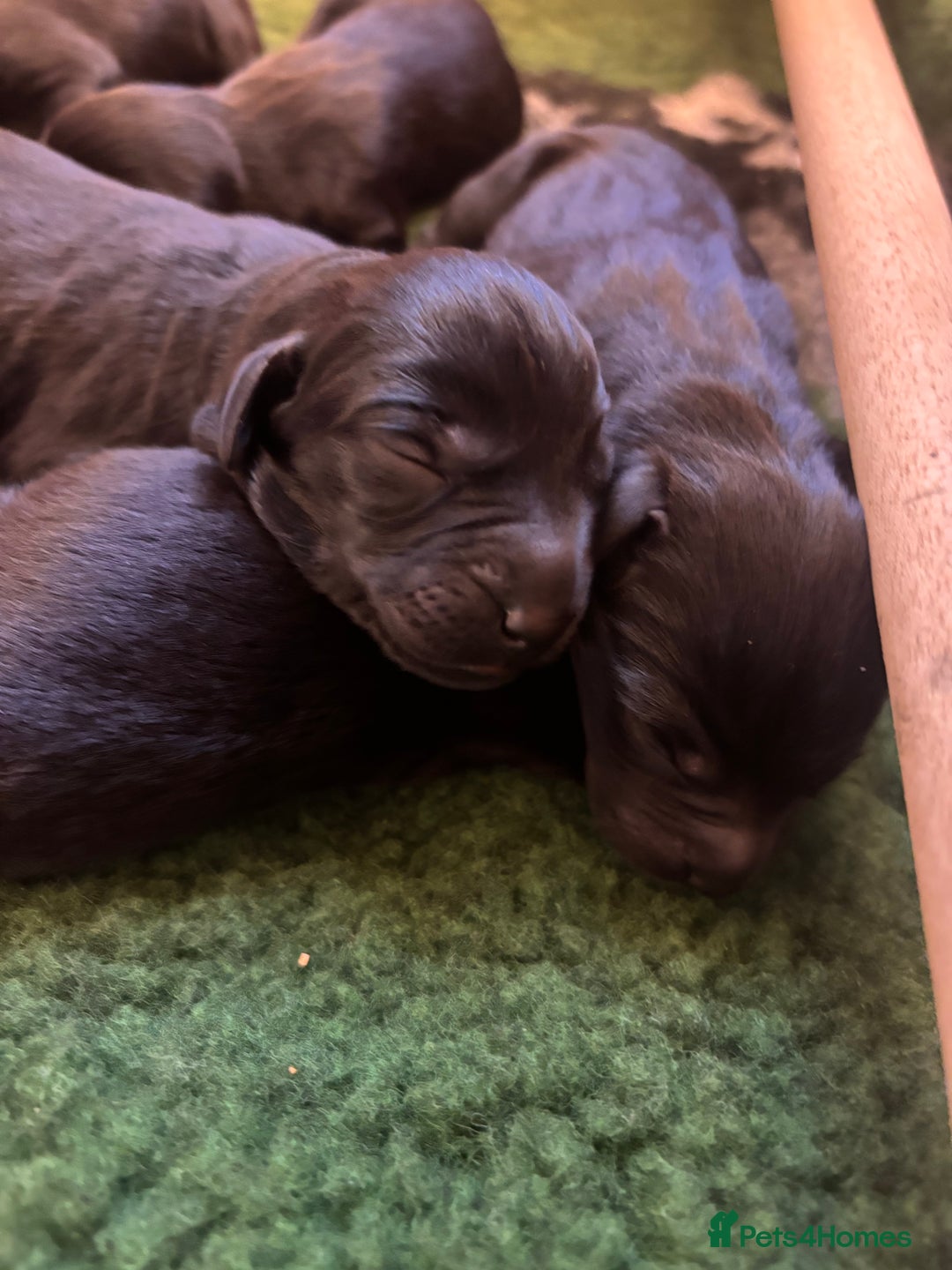 Labrador Retriever dogs for sale: Labrador retriever puppies  - Image 5