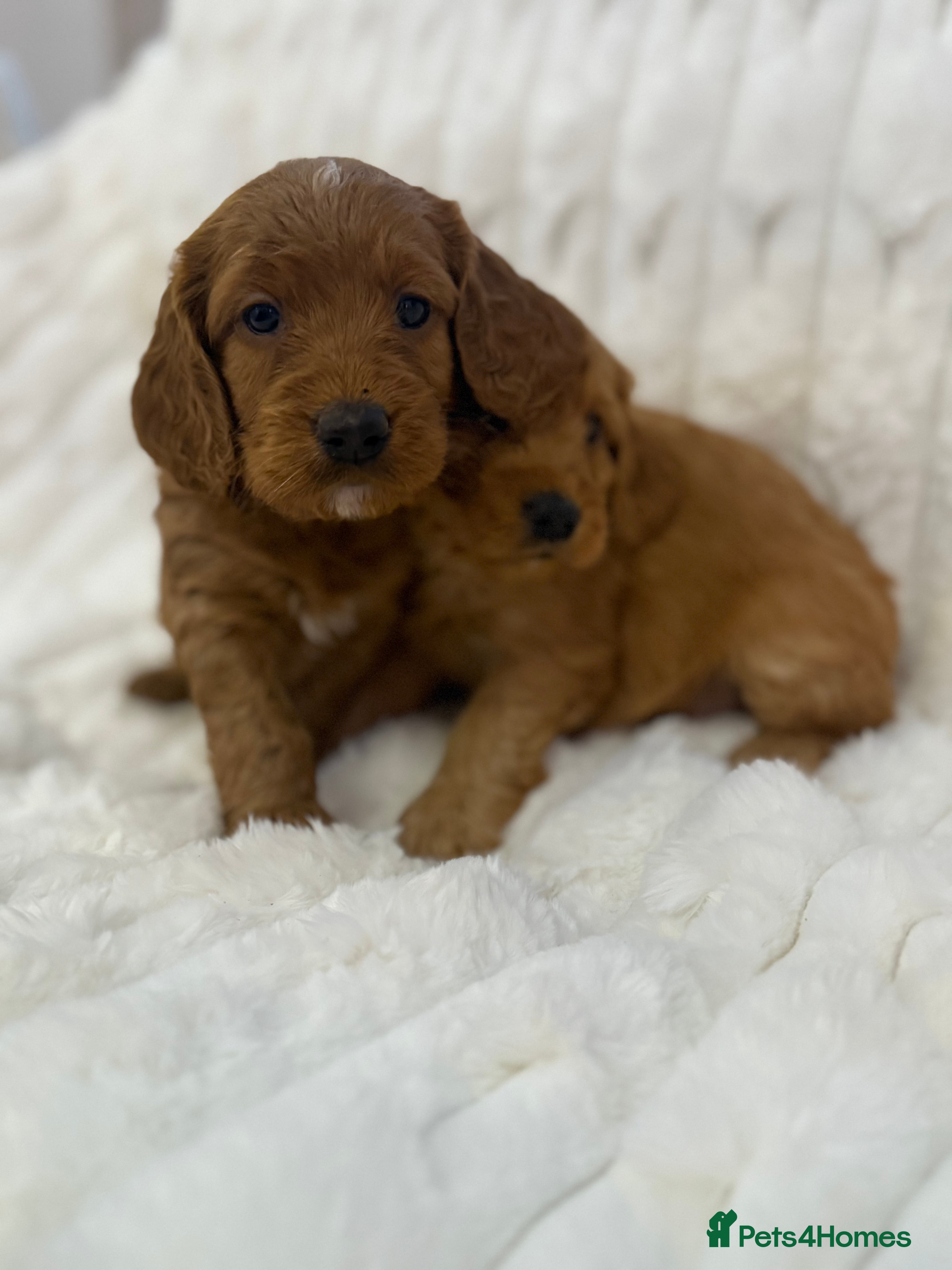 Cockapoo dogs 7 Golden Cockapoo girls - Advert 6