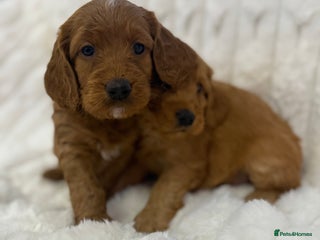 Cockapoo dogs 7 Golden Cockapoo girls - Advert 6