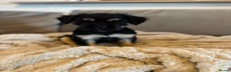 French Bulldog dogs for sale: Fluffy French bulldogs - Advert 33