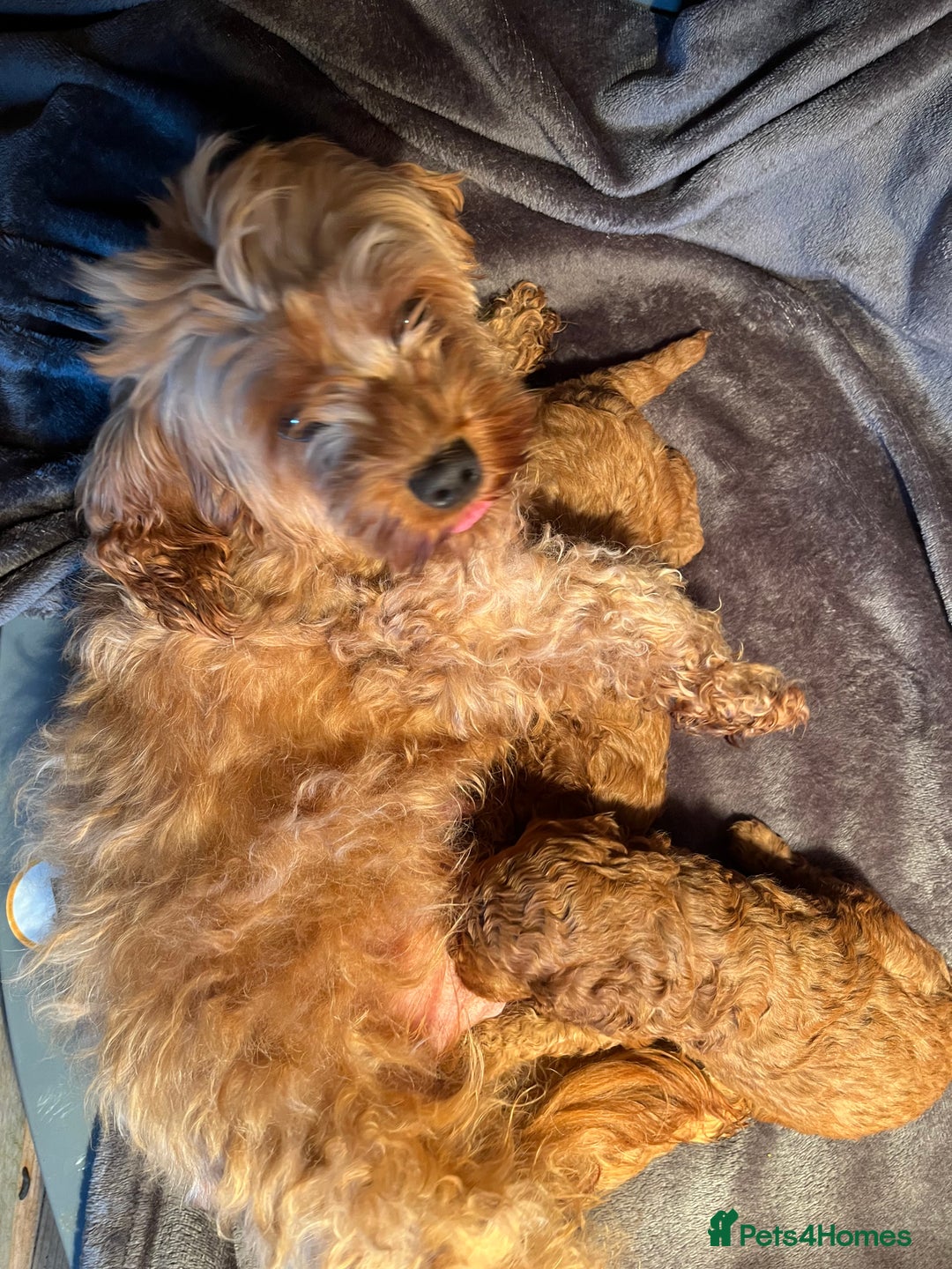 Cavapoo dogs for sale: Cavapoo puppies  - Image 9