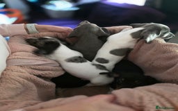 Dachshund dogs for sale: KC Registered Shorthaired dachshunds  - Image 24