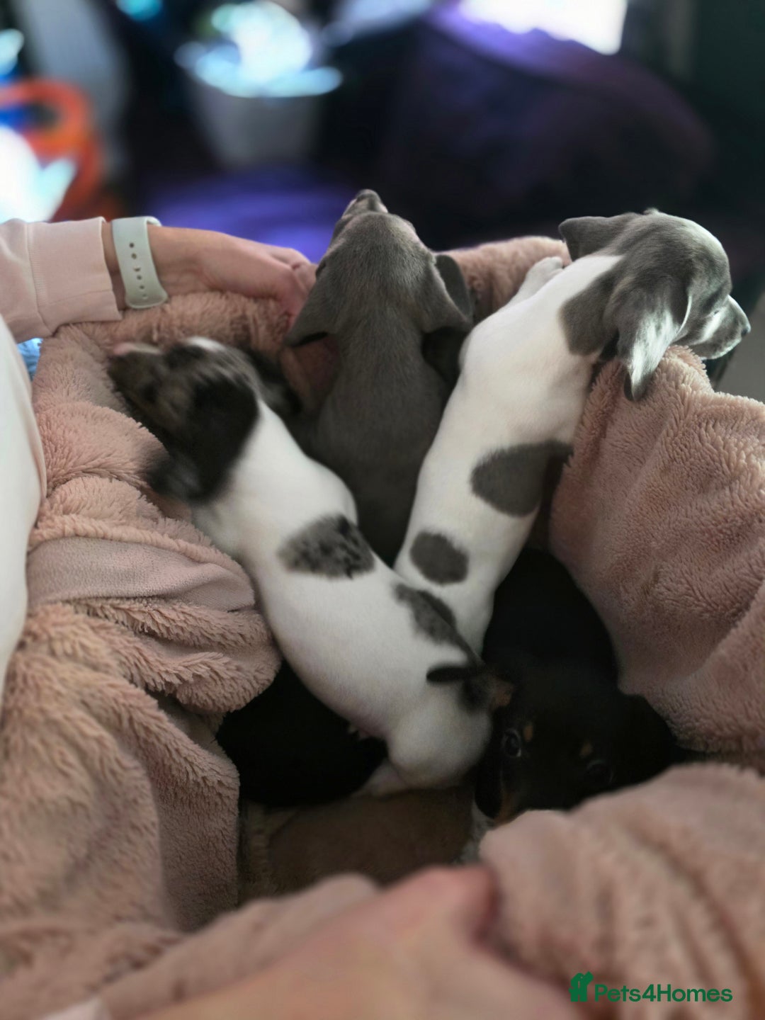 Dachshund dogs for sale: KC Registered Shorthaired dachshunds  - Image 24