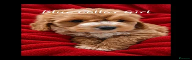 Cockapoo 4