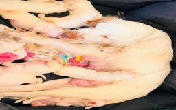 Clumber Spaniel dogs for sale: 3/4 clumber 1/4 cocker spaniel pups - Image 3