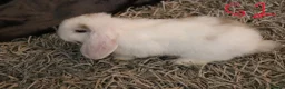Mini Lop rabbits for sale: Mini Lop babies - 1 Doe left G2 - Advert 5