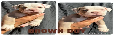 Olde English Bulldogge 6