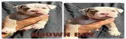 Olde English Bulldogge dogs for sale: READY TO LEAVE 3 old English bulldog  - Advert 20