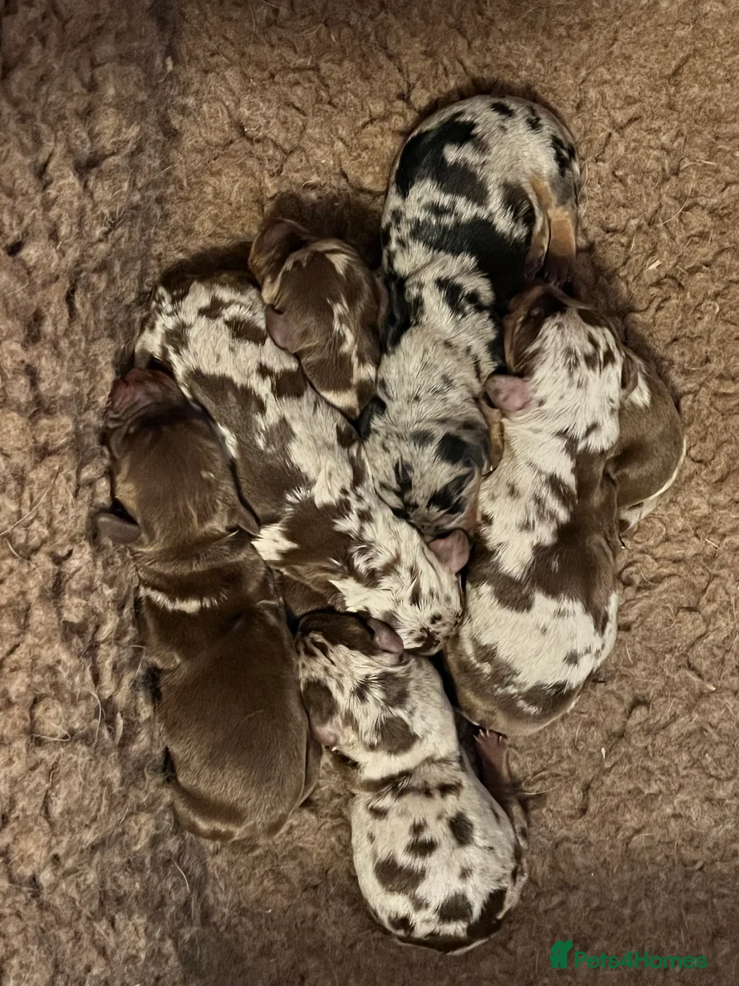 Dachshund dogs for stud: Dachshund (Miniature) Stud in Basildon - Advert 3