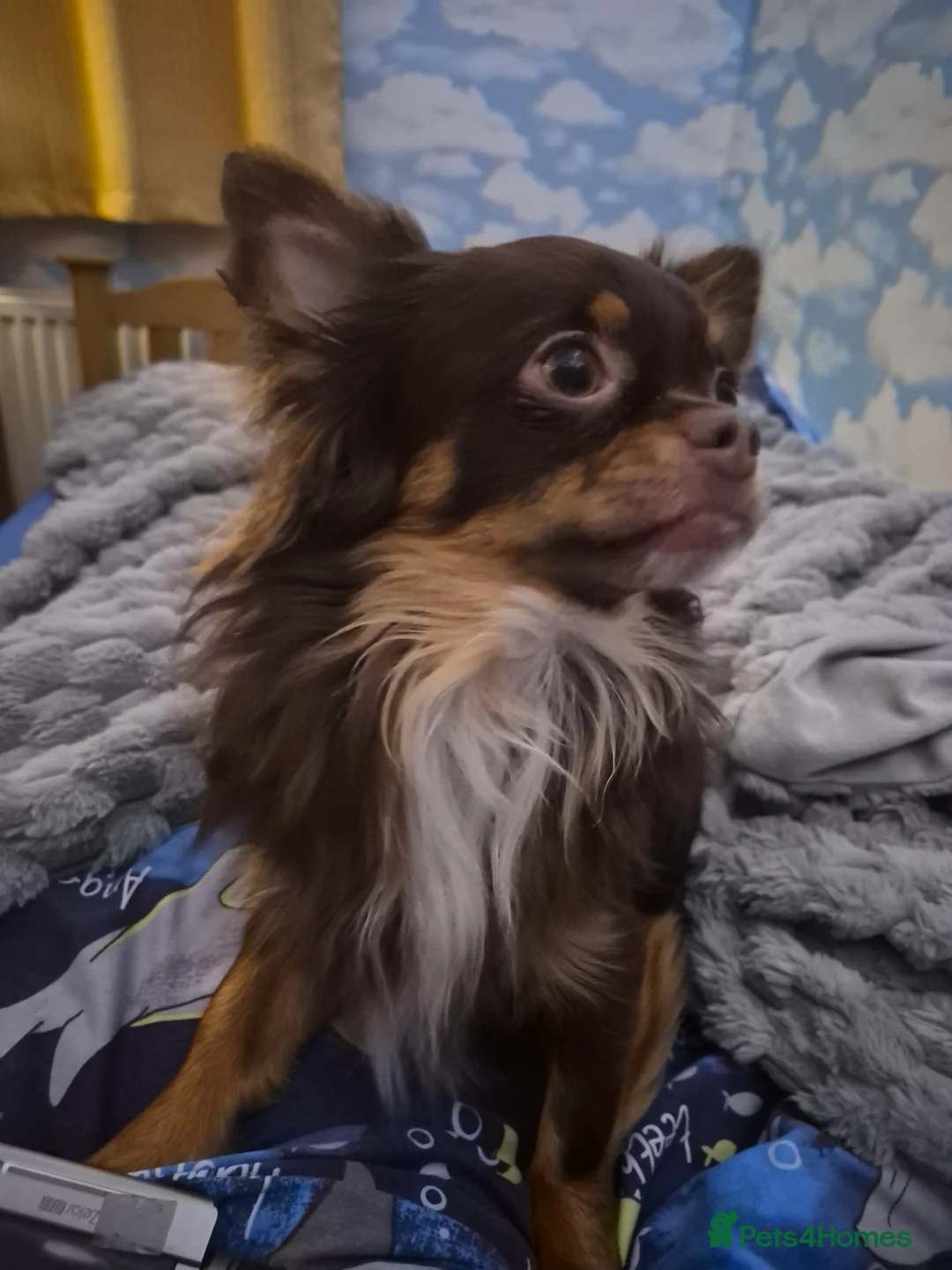 Chihuahua dogs for stud: Robin of Loxley is waiting for his Maid Marion. - Advert 7