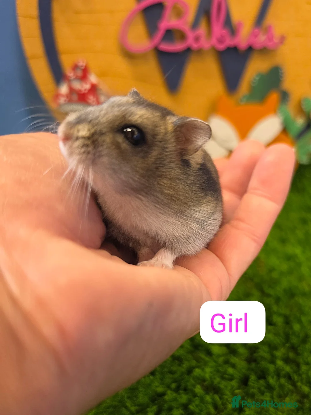 Hamster rodents for sale: Dwarf Hamster Babies Male and Female Well Handled  - Advert 1
