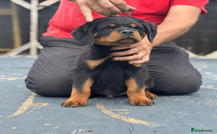Rottweiler dogs - Advert 1