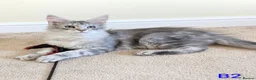 Maine Coon cats for sale: GCCF Shaded Maine Coon Kittens  - Advert 11