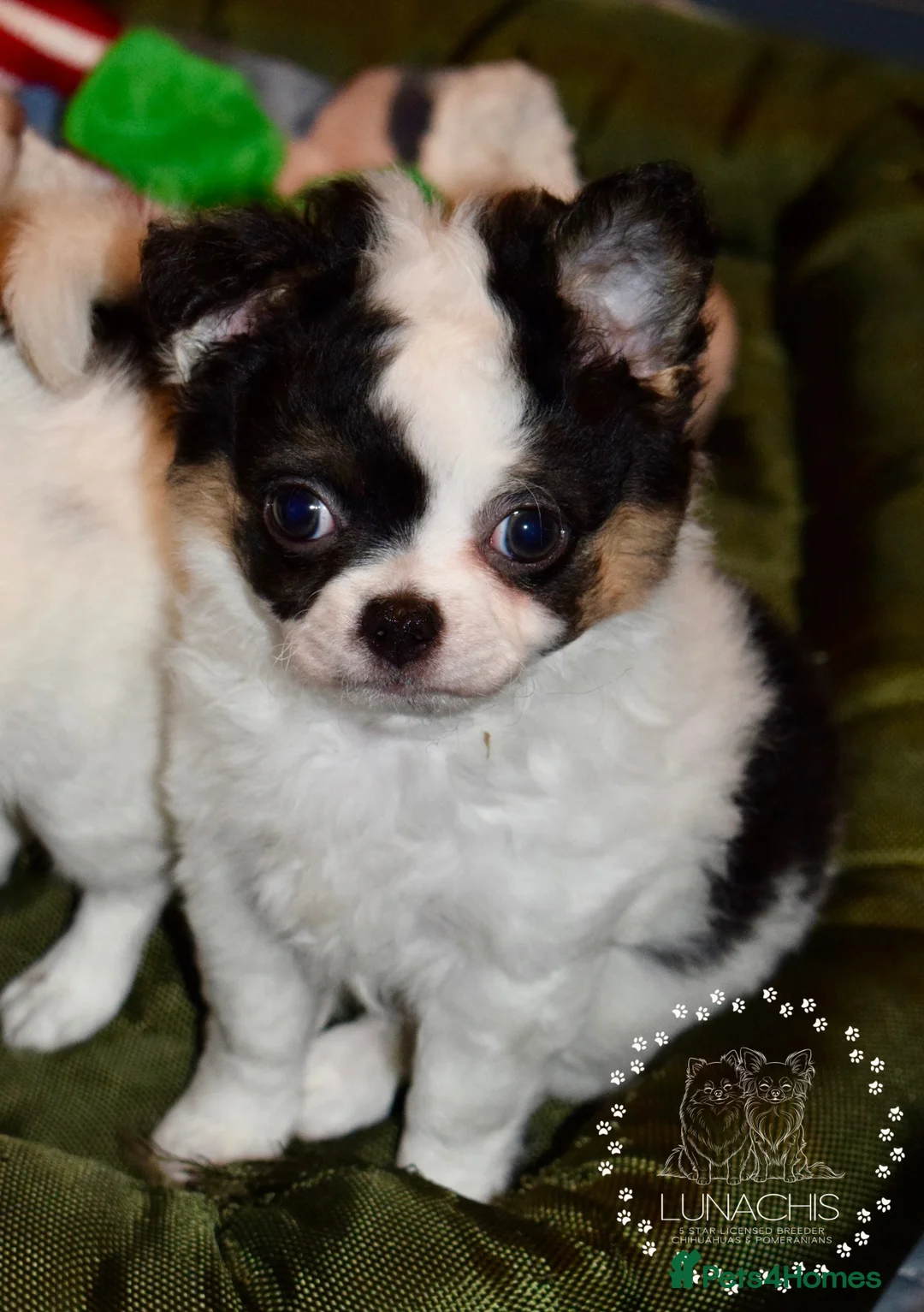 Chihuahua dogs for sale: Long coat chihuahua puppies  - Advert 9