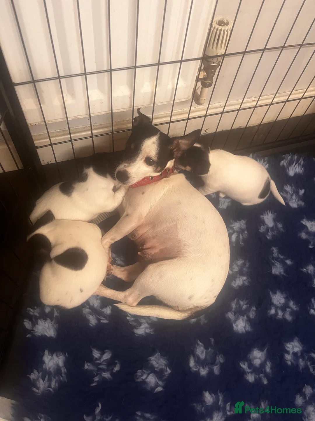 Jack Chi dogs for sale: Adorable Jack Chi puppies  - Advert 9