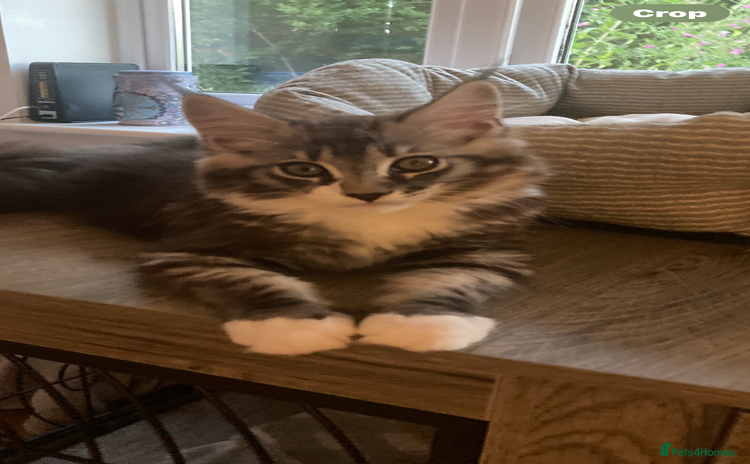 Maine Coon cats - Advert 17