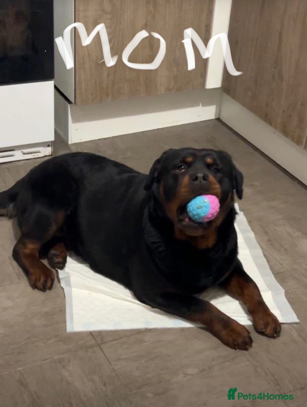 Rottweiler dogs ROTTWIELER PUPPUES - Advert 1
