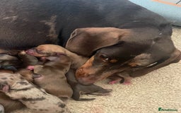 Miniature Dachshund dogs for sale: Miniature dachshunds ✨ - Image 12