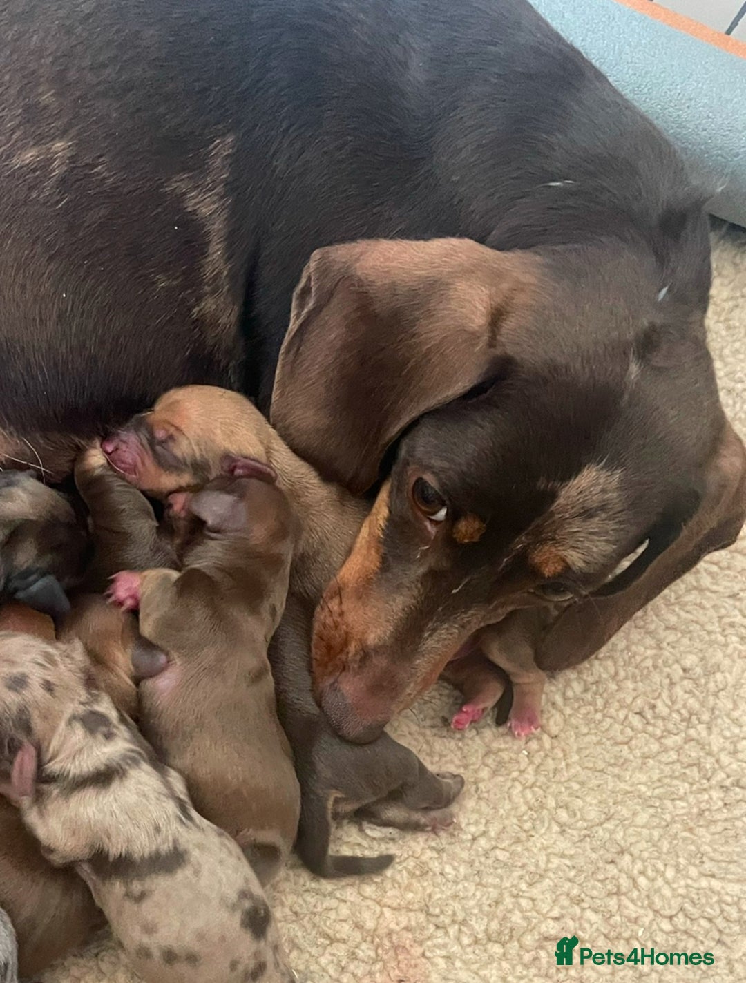 Miniature Dachshund dogs for sale: Miniature dachshunds ✨ - Image 12