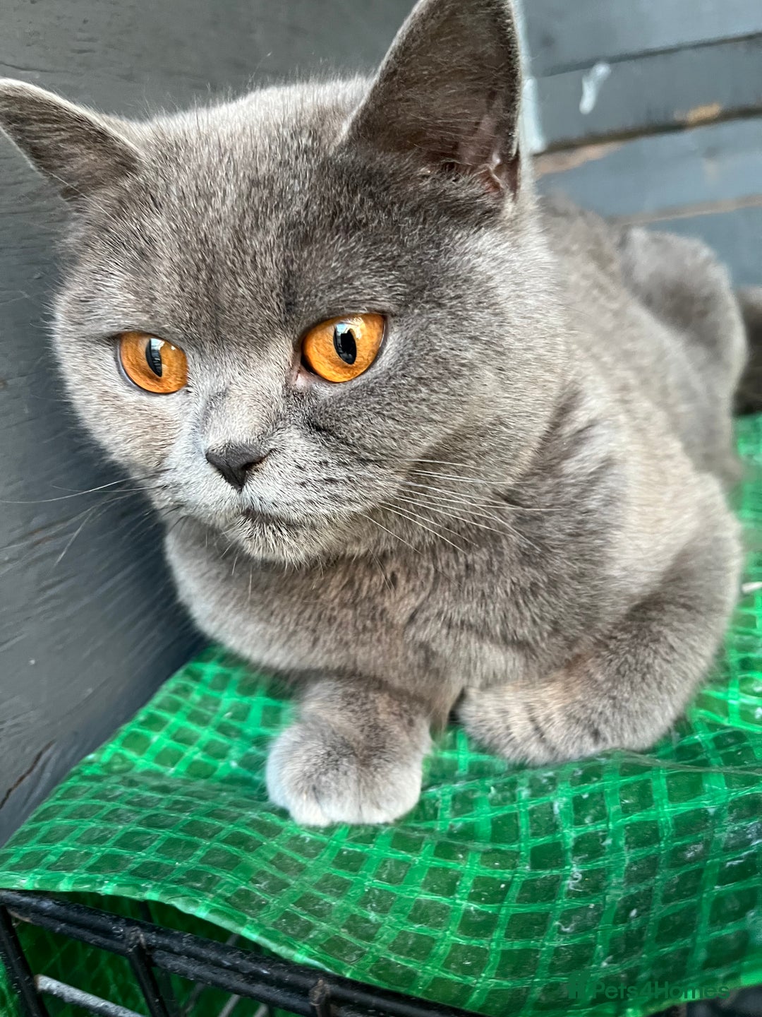 British Shorthair cats for sale: Male British shorthair kitten  - Image 21