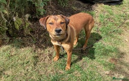 Mixed Breed dogs for sale: Rottweiler x Red Fox Lab - Image 3