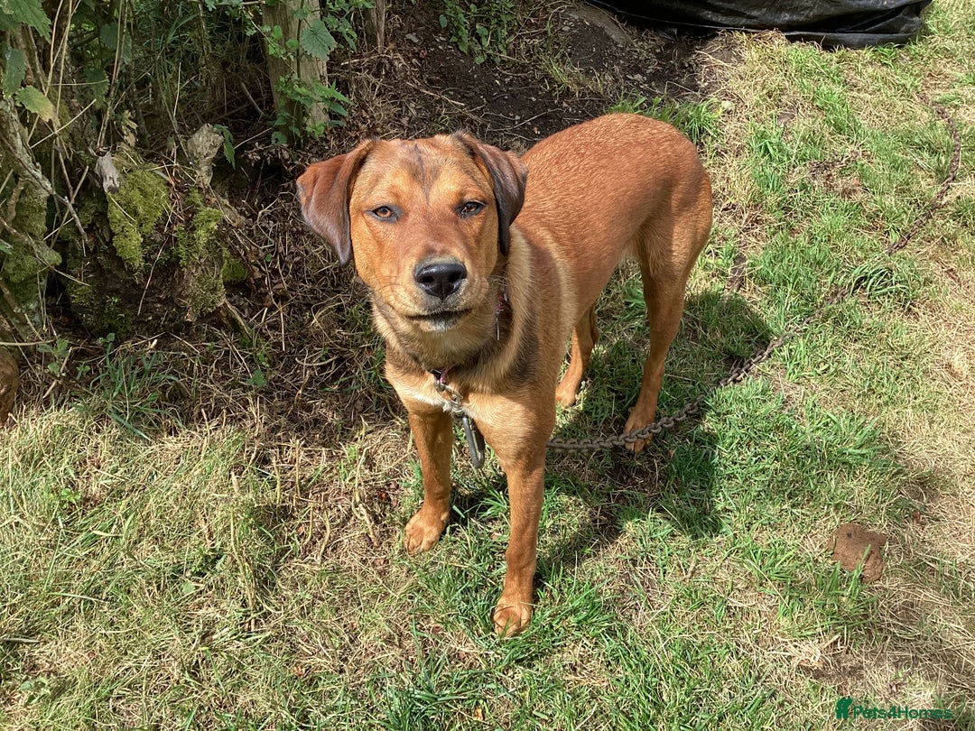 Mixed Breed dogs for sale: Rottweiler x Red Fox Lab - Image 3