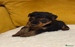 Welsh Terrier dogs for sale: Top quality litter  - Image 12