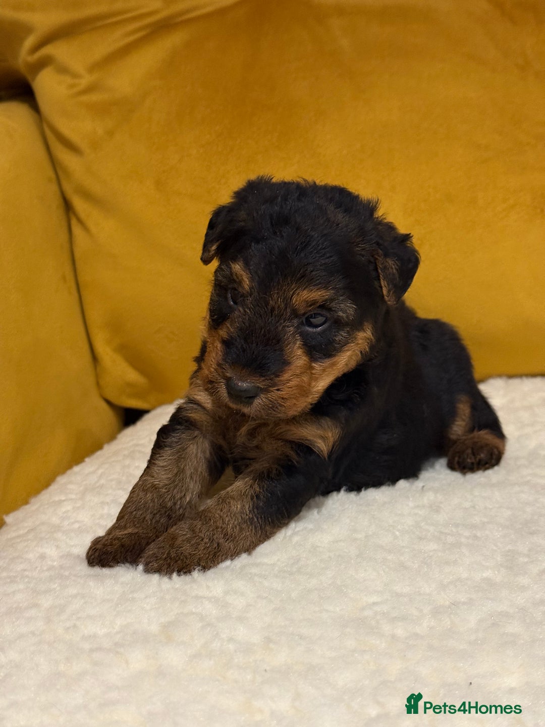 Welsh Terrier dogs for sale: Top quality litter  - Image 12