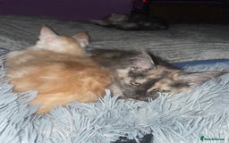 Maine Coon cats for sale: TICA registered Maine coon kittens  - Image 23