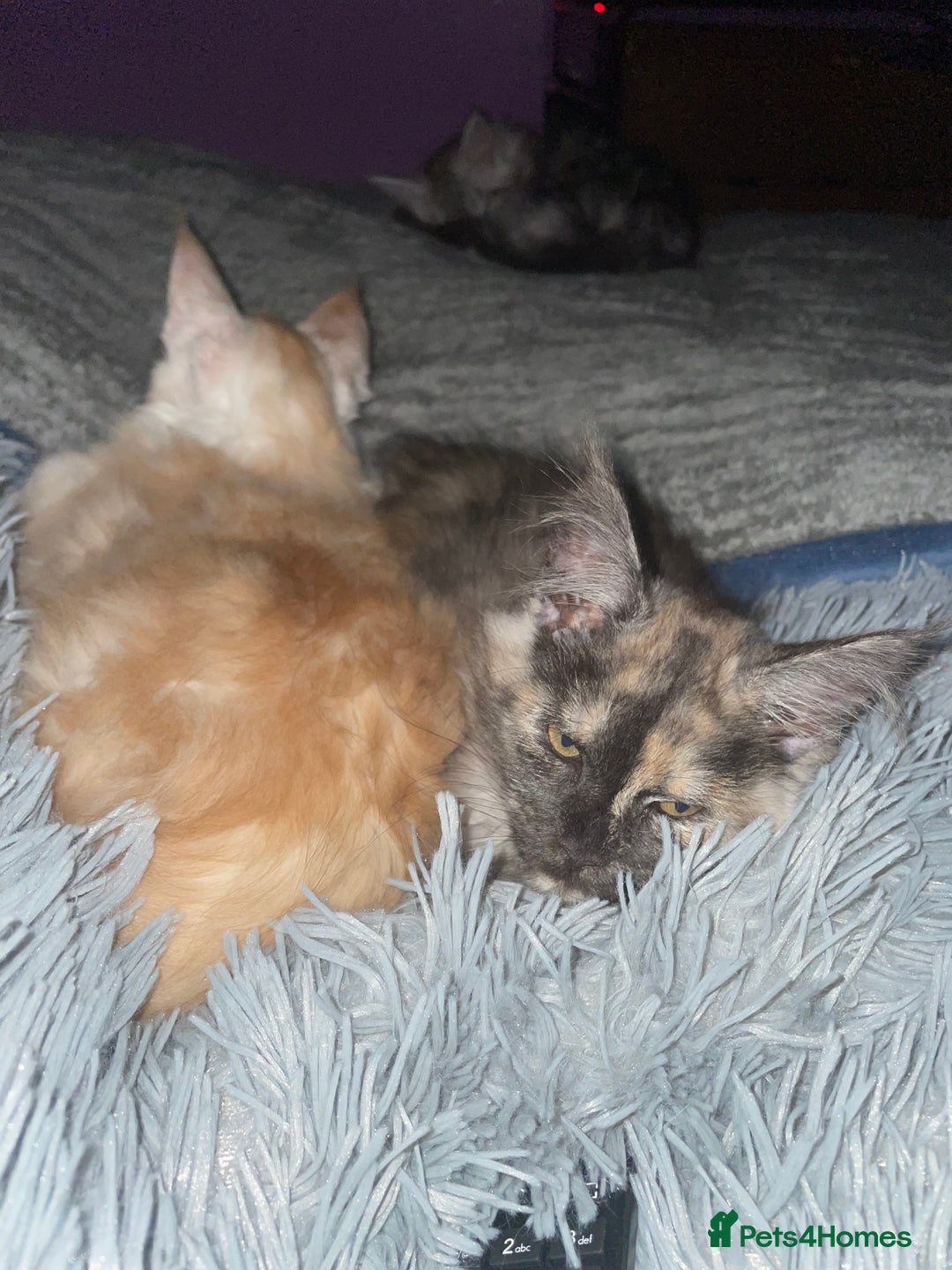 Maine Coon cats for sale: TICA registered Maine coon kittens  - Image 23