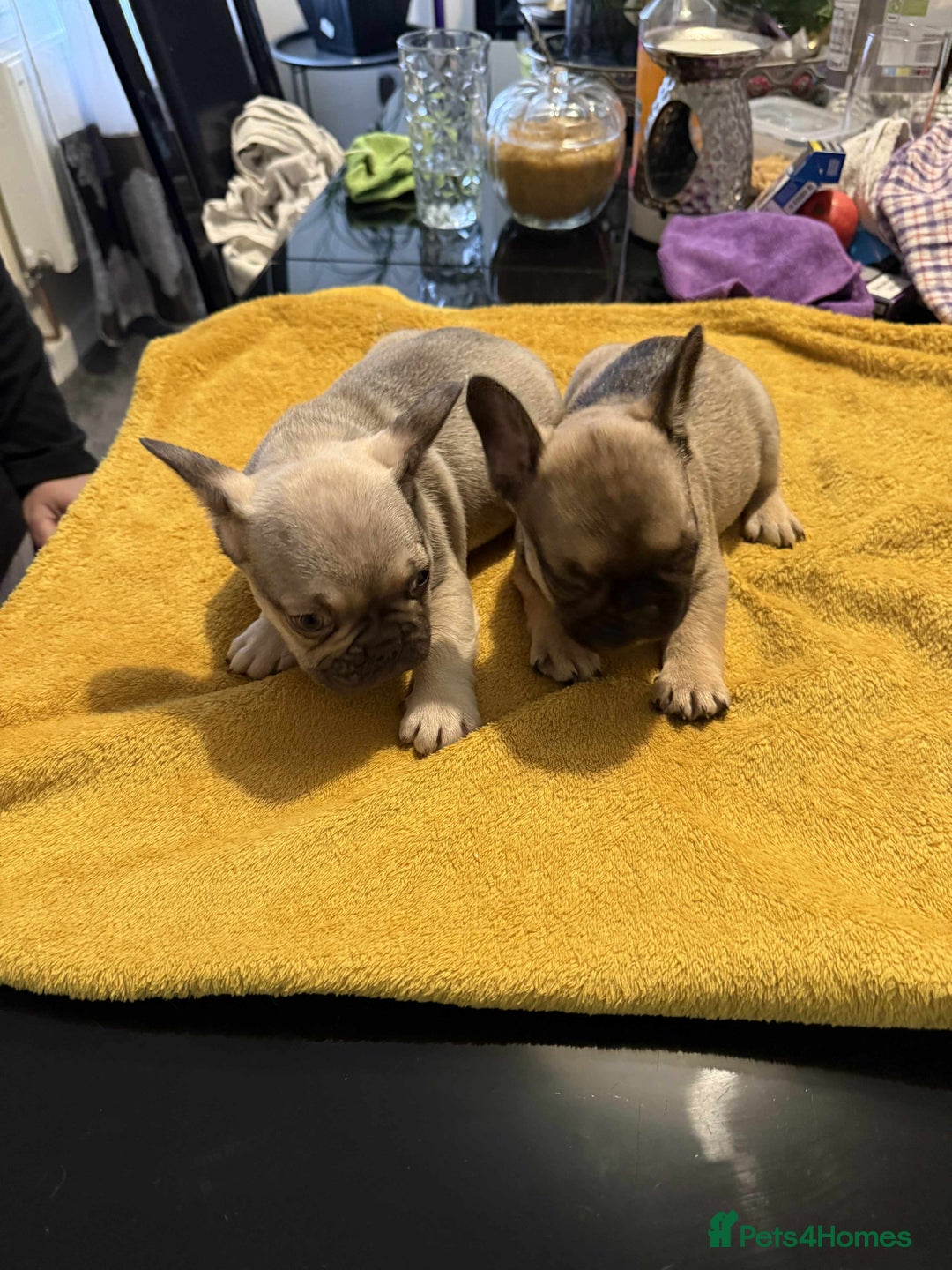 French Bulldog dogs for sale: pupis - Image 3