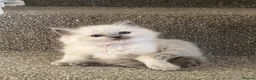 Ragdoll cats for sale: TICA registered pedigree Ragdoll kittens - Advert 33