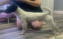 Parson Russell dogs for sale: KC Reg Champion lineage Puppys - Image 33