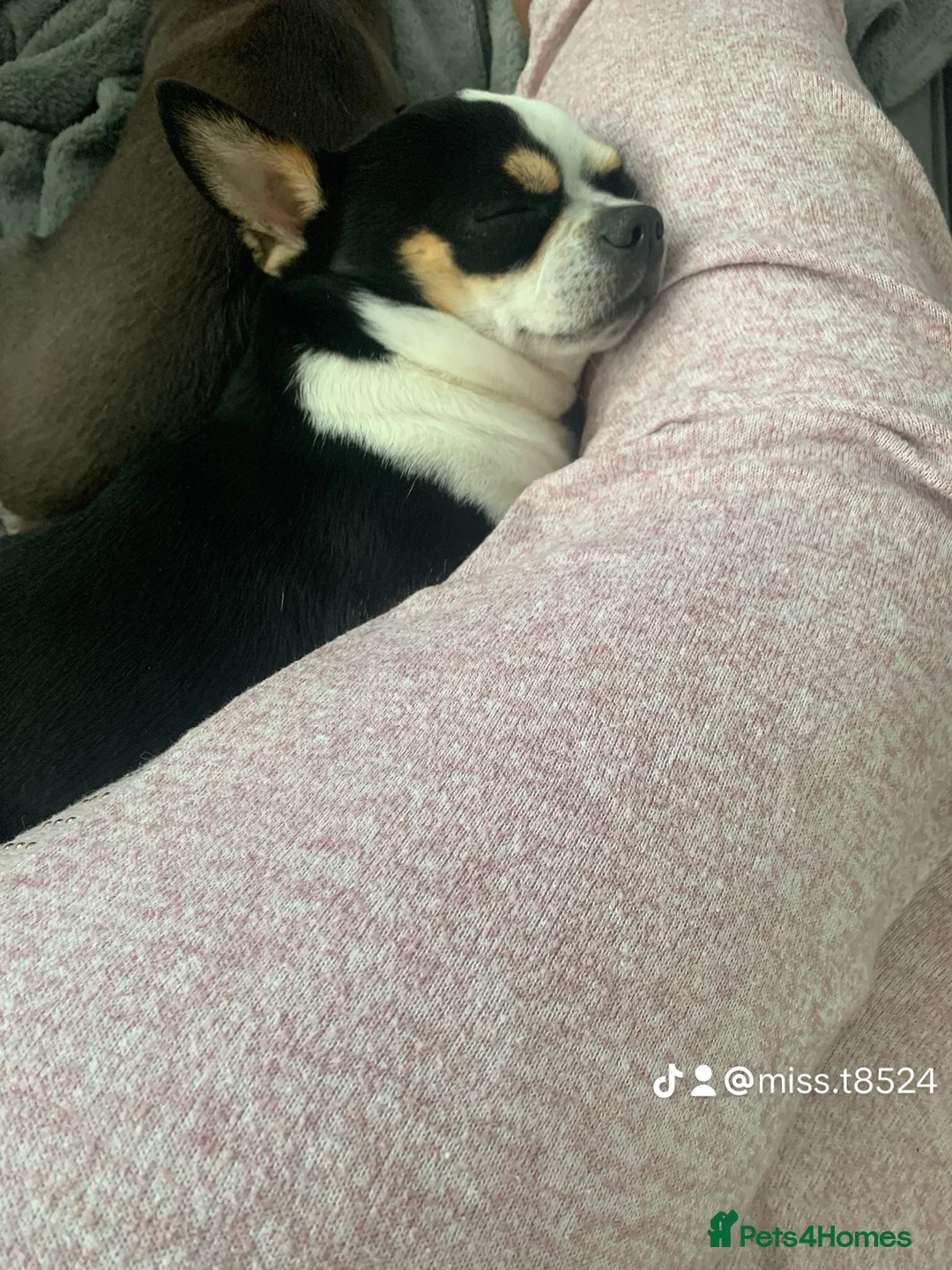 Jack Chi dogs for sale: 3/4 Chihuahua 1/4 Jack Russell puppies  - Advert 2