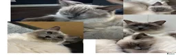 Ragdoll cats for sale: 2 x female ragdolls - 1.5 year old & 7 month old - Advert 1