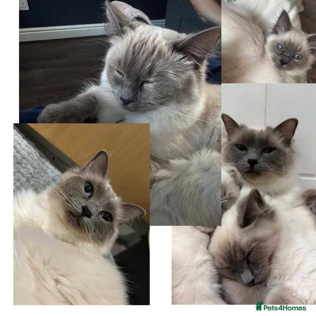 Ragdoll cats for sale: 2 x female ragdolls - 1.5 year old & 7 month old - Advert 1
