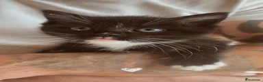 Ragdoll Kitten 2